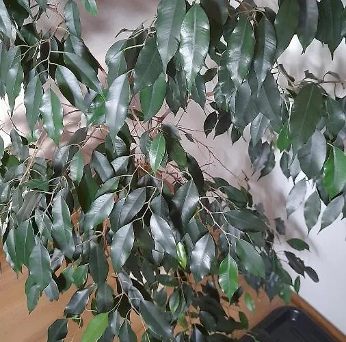 דירה Tatary - U Stanislawy *