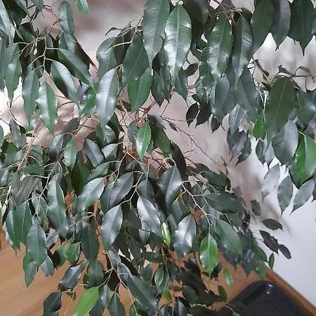 Lejlighed Tatary - U Stanislawy *